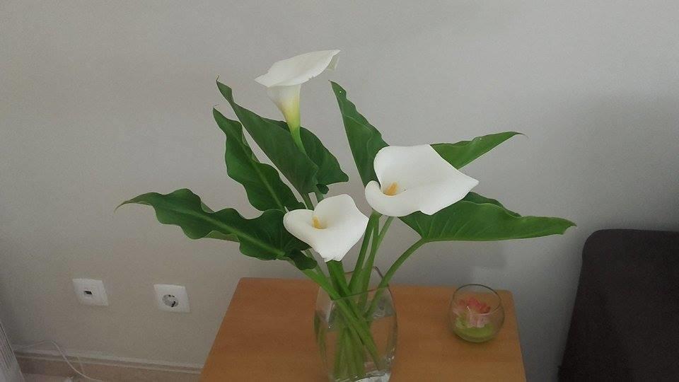 Lita Apartment Portimão Kültér fotó